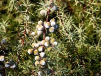 Le genévrier : propriétés et utilisations