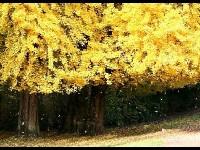 Le ginkgo biloba : un arbre extraordinaire