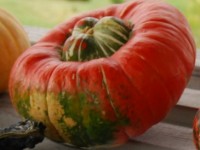 Le giraumon : une courge bariolée