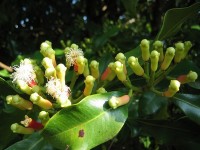 Le giroflier : l'arbre qui donne le clou de girofle.