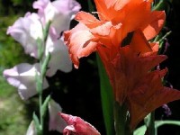 Le glaïeul : plantation et conseils de culture