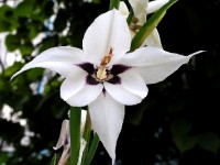 Le glaïeul d'Abyssinie : plantation et entretien