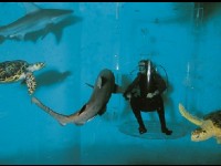 Le grand aquarium de Saint-Malo : un voyage sous-marin