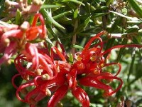 Le grevillea : une plante facile à cultiver