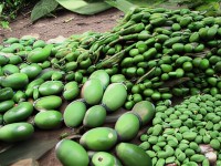 Le griffonia : un anti-stress naturel