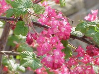 Le groseillier à fleurs ou cassis-fleur : présentation et culture