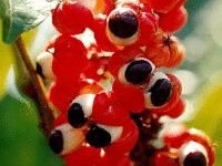 Le guarana : propriétés et contre-indications