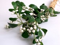 Le gui : symbole et traditions