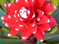 Le guzmania : présentation et entretien