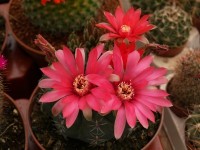 Le Gymnocalycium baldianum : présentation et culture