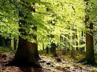 Le hêtre : un arbre majestueux