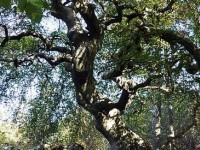 Le hêtre tortillard : un arbre étonnant