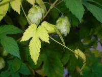 Le houblon doré : une plante grimpante à adopter au jardin