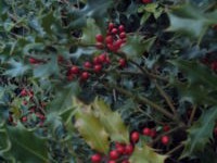 Le houx, plante ornementale de l'hiver