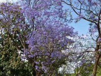 Le jacaranda : un arbre haut en couleur