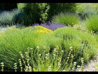 Le jardin sec : un jardin économe en eau