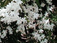Le jasmin