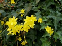 Le jasmin d'hiver : présentation, taille et bouturage