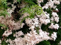 Le Jasminum polyanthum ou jasmin blanc d'hiver : culture et entretien