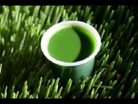 Le jus d'herbe d'orge : un concentré de vitalité