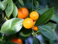 Le kalamansi : un petit fruit au goût puissant