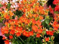 Le kalanchoé : présentation et conseils d'entretien