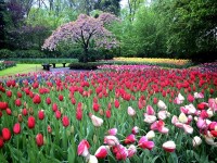 Le Keukenhof : un jardin unique au monde