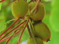 Le kiwi ou actinidia : présentation et culture
