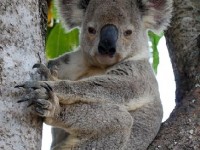 Le koala : un animal menacé d'extinction