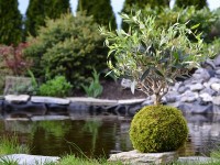 Le kokedama : une étonnante décoration végétale