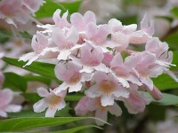 Le kolkwitzia : un magnifique arbuste printanier