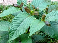 Le kratom : une plante psychotrope qui n'est pas sans danger