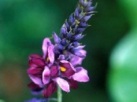 Le kudzu : une plante pour arrêter de fumer