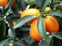 Le kumquat : présentation et conseils de culture