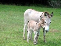 Le lait d'ânesse : un concentré de bienfaits