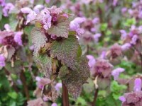 Le lamier : un couvre-sol facile