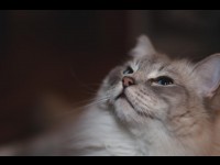 Le langage secret des chats dévoilé : comprendre et mieux interagir avec son chat