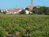 Le Languedoc : des vignobles à découvrir