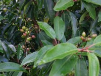 Le laurier du Portugal : présentation, plantation et entretien