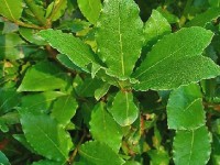 Le laurier sauce : présentation, culture et utilisations