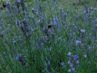 Le lavandin : présentation et conseils de culture