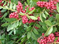 Le Pistachier lentisque est aussi appelé :