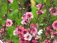 Le leptospermum ou manuka : un arbuste décoratif et parfumé