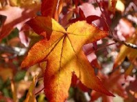 Le liquidambar ou copalme d'Amérique : un bel arbre d'ornement