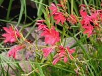 Le lis des Cafres : une petite fleur flamboyante