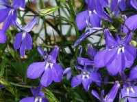 Le lobelia erinus : une floraison spectaculaire
