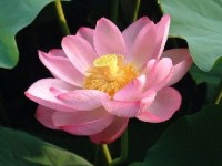 Le lotus : une magnifique plante aquatique