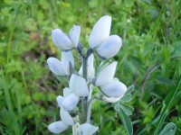 Le lupin blanc : une plante décorative et comestible