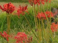 Le lycoris : une fleur très décorative