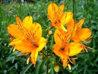 Le lys des Incas : présentation et conseils de culture